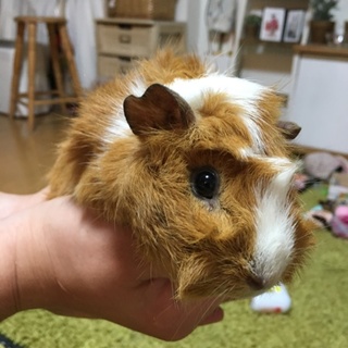 【生後6ヶ月】モルモットの里親募集！！