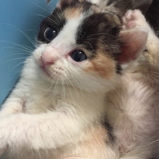 ミケの子猫ちゃん