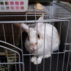 「うさぎの偽妊娠その後」サムネイル3