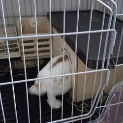 「うさぎの偽妊娠、２回目？！」サムネイル2