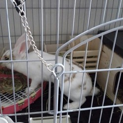 「うさぎの偽妊娠、２回目？！」サムネイル3