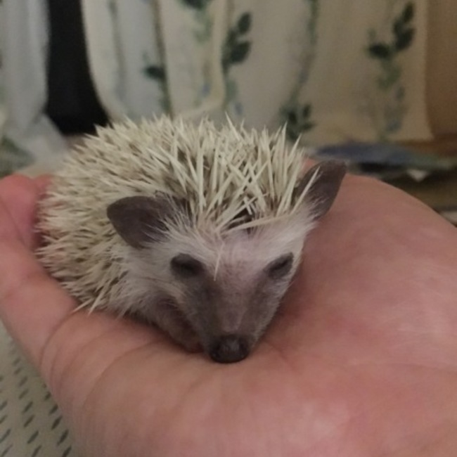 あにまる君のカバー写真