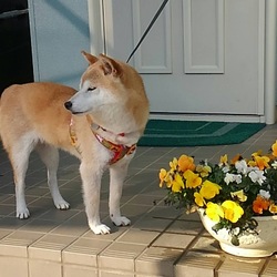 我が家のお散歩事情( ´△｀)