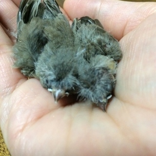 キンカチョウの雛が生まれました。！