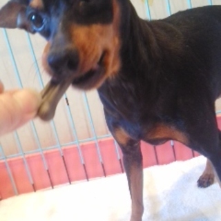 ミニチュアピンシャーの女の子