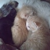 岐阜多頭崩壊現場の親子猫！ サムネイル2