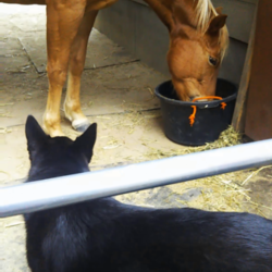 「大きなお友達ができました！！」サムネイル3