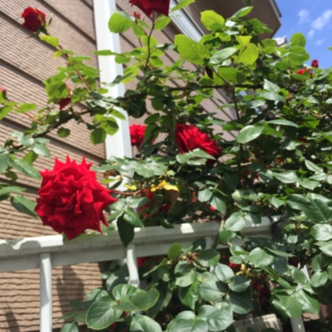 アイカリーナのカバー写真