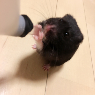 グレーハムスター 里親募集します