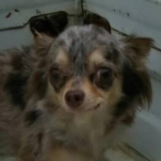 繁殖所引退犬♀チョコマールチワワ！３歳の女の子♀