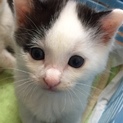 白黒子猫ちゃん