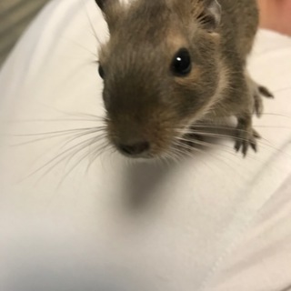 デグーの男の子 生後2ヶ月の里親募集