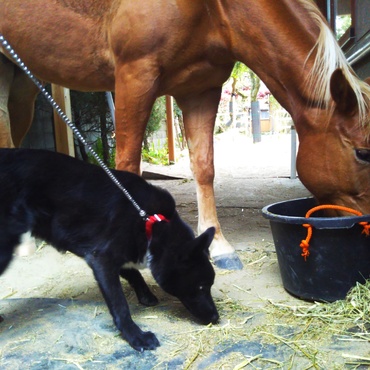 一緒に干草をムシャムシャ…