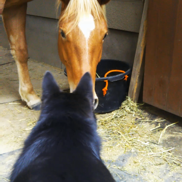 目が合った…！