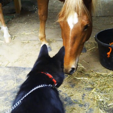 お互いニオイをクンクン…