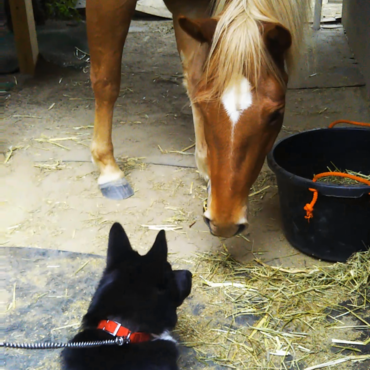 太郎丸、低姿勢になってご挨拶！エライエライ！