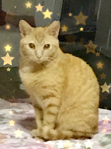 ☆甘えたいけどまだ怖い、チャーリー☆ サムネイル2