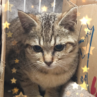 ☆おっとりアーモンドちゃん☆