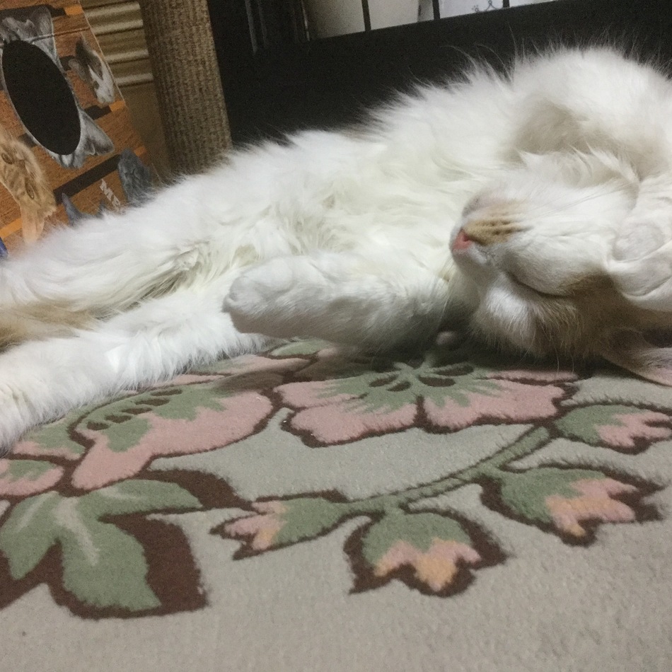 音羽のカバー写真