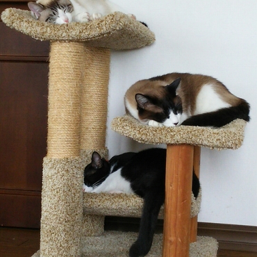 これぞキャットタワー(#^.^#)３匹揃うのは初です。