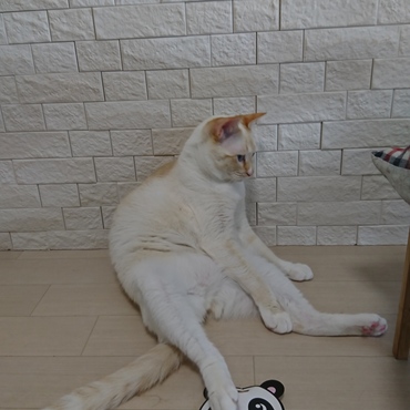 今日は暑いので朝からテンション低めのはなまる。よくしているこの座りかたが本人なりのリラックススタイルの模様…(・・;)