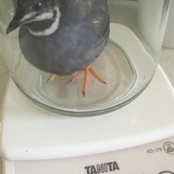 「うずらだってお留守番でスネるんです。」サムネイル2