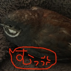 「うずらだってお留守番でスネるんです。」サムネイル3