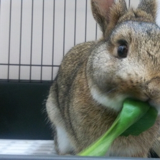 家族が決まりました！ありがとうございました！