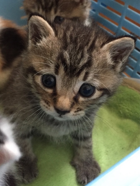 【素敵な額入り】　猫　優しいキジトラちゃん　53cm×41cm 猫 優しいキジトラちゃん 額付 53cm×41cm ななもも (@kiji1674