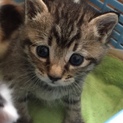 キジトラ子猫ちゃん