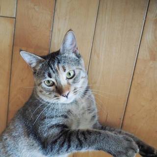 陽気な女の子「パンチェ」ちゃん☆