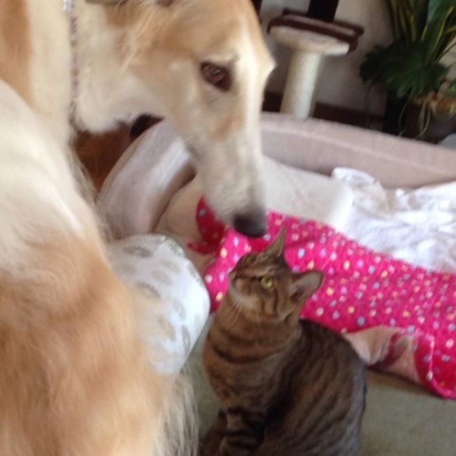 keliのカバー写真