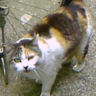 結婚しました！沢山のご応募ありがとうございました。