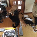 ⚠️多頭飼育のお宅からSOS