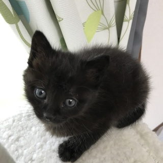 キュートなチビクロ女の子☆生後約２カ月