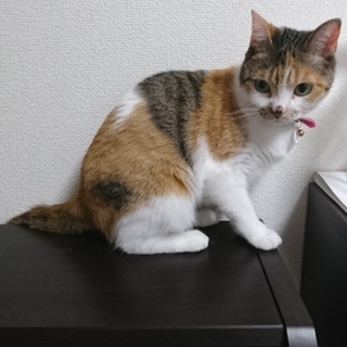 【急募】人懐っこい猫の里親募集！