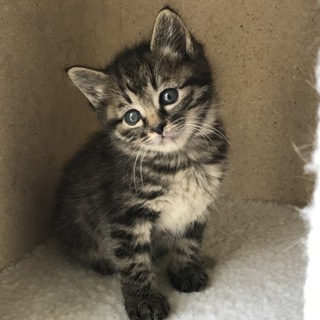 可愛いキジちび女の子☆生後約２ヶ月