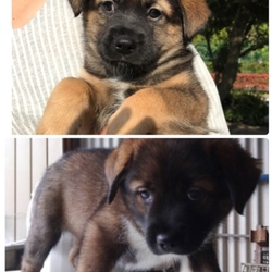 第56回 BONにゃん譲渡会