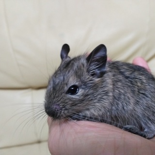 3月16日生まれ　デグー　キャンセルあり最募集
