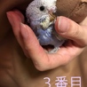 セキセイインコ ひな ２匹 サムネイル4