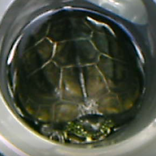 結婚しました！沢山のご応募ありがとうございました。