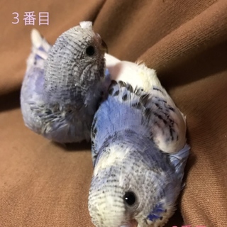 セキセイインコ ひな ２匹