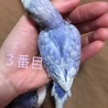 セキセイインコ ひな ２匹 サムネイル5