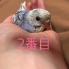セキセイインコ ひな ２匹 サムネイル3