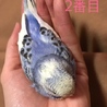 セキセイインコ ひな ２匹 サムネイル2