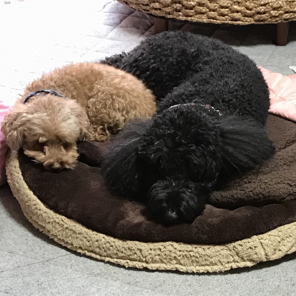 ジュエルのカバー写真