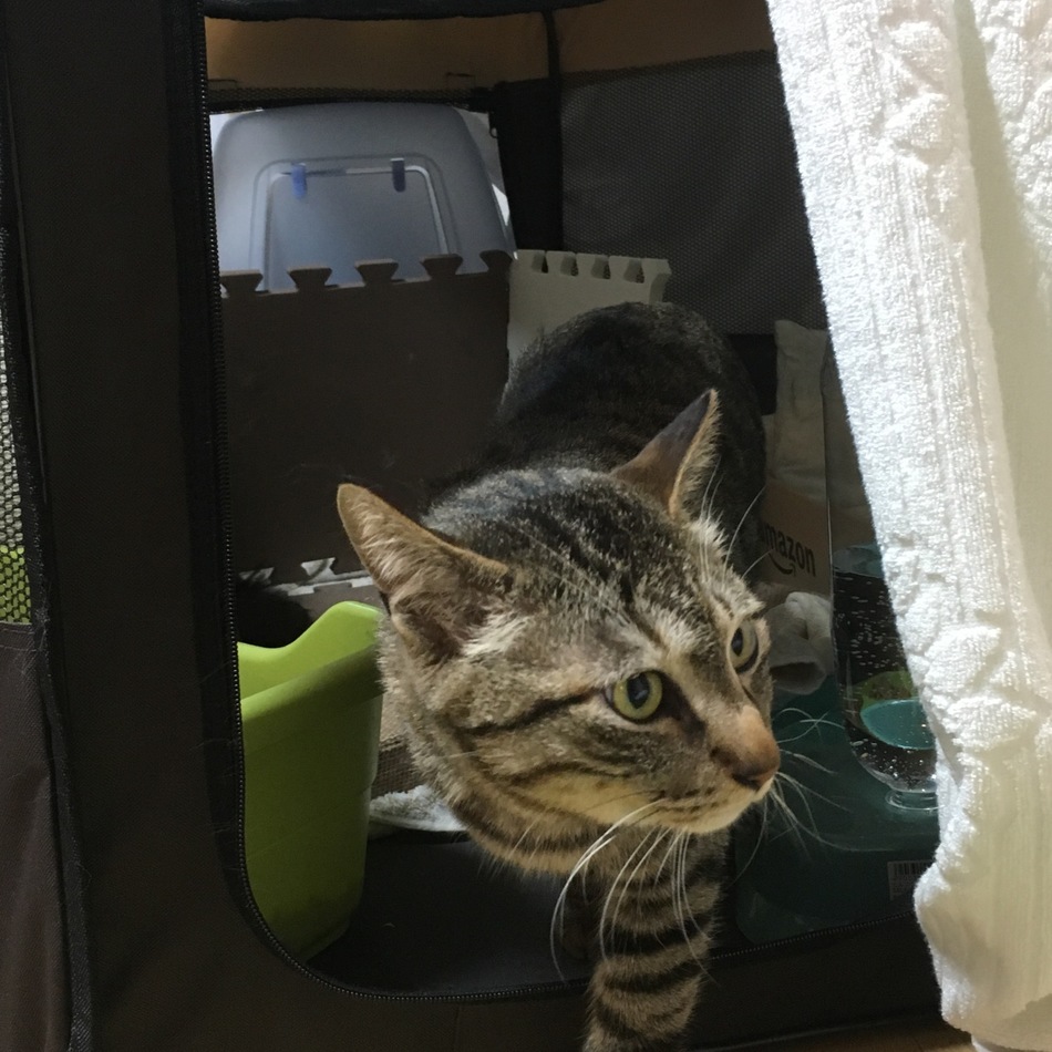 津雲(つくも)のカバー写真