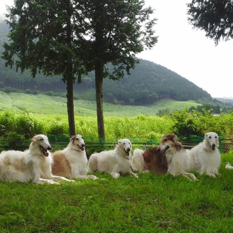 マリーのカバー写真