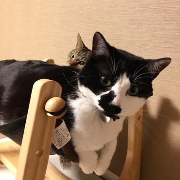 あずきに押しつぶされて不服そうなトラジ