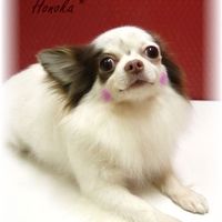 萌華（ほのか）